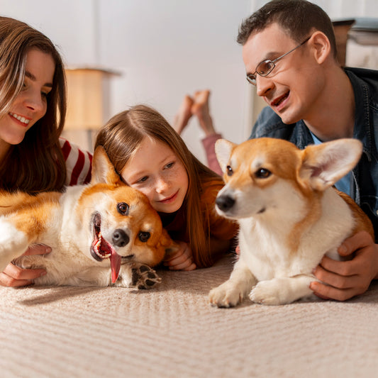 ¿Hasta Cuándo Crecen los Perros?