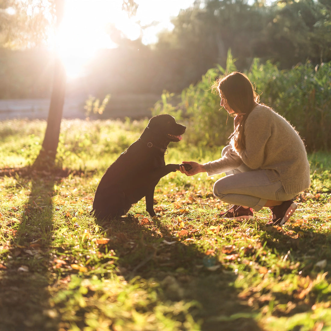 Adiestramiento Canino: ¿Sabes Cómo Educar a Tu Mascota?
